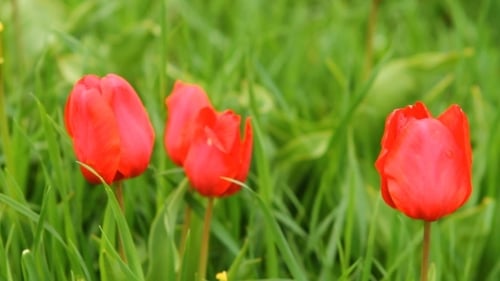 Red Tulips Blooming in Green Spring Meadow