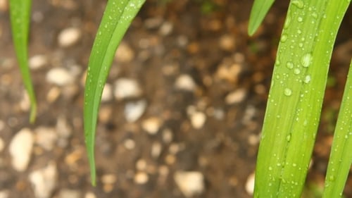 Drops Of Dew On The Leaves Of Grass Swaying