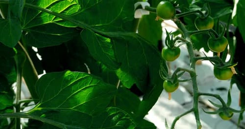 Green tomatoes on tomato plant in green house