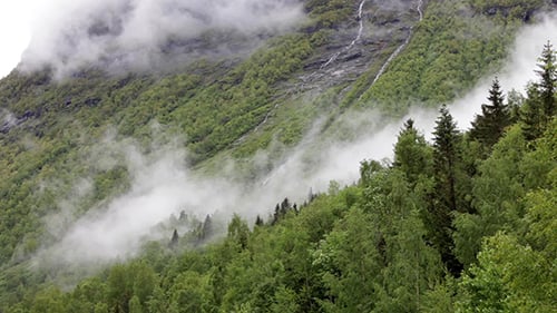Gebirgswald-Nebel Norwegen