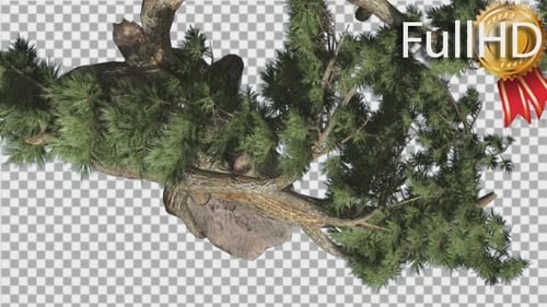 Realistic Pine Tree Branch Swaying with Transparent Background