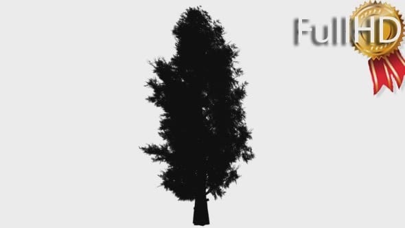 Eastern Red Cedar Silhouette of Animated Tree, Elements Motion Graphics ...