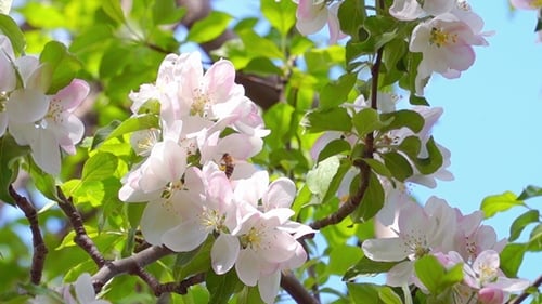 Pink Blossoms Blooming in Spring Sunlight