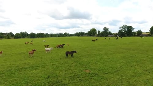 Herd of Horses in a Meadow in Summer