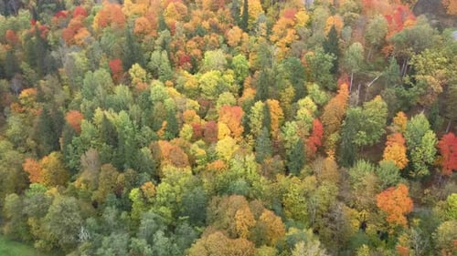 Autumn Landscape of the Autumn Bright Multi-colored Trees, Green, Orange and Reddish Tint