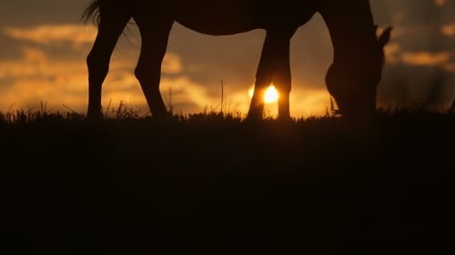 Horse Silhouetted Grazing in Sunset Field