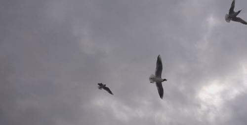 Seagulls Flying in a Cloudy Sky
