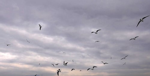 Seagulls Flying in Cloudy Sky