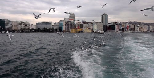 Seagulls Flying and the City