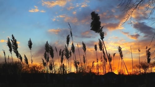 The Bulrushes Against Sunlight Over Sky Background In Sunset With a Flighting
