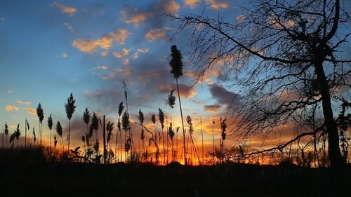 The Bulrushes Against Sunlight Over Sky Background In Sunset With a Flighting