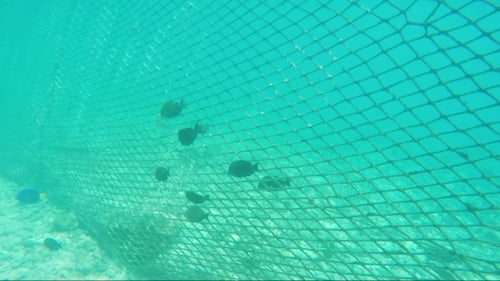 Fish Swim Near Fishing Net Underwater