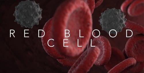 Microscopic Red Blood Cells Flowing in Bloodstream