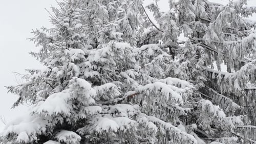 Winter Schnee
