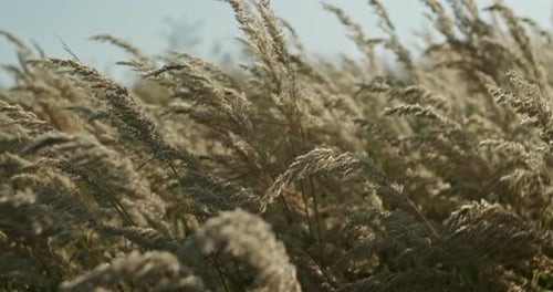 Closeup Dry Spikelets of Wild Grass Growing in Meadow on Sunny Day in Nature