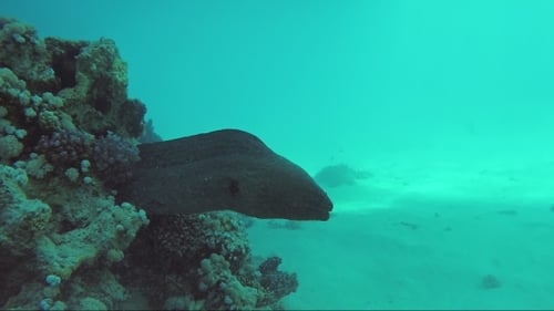 Giant Moray Underwater