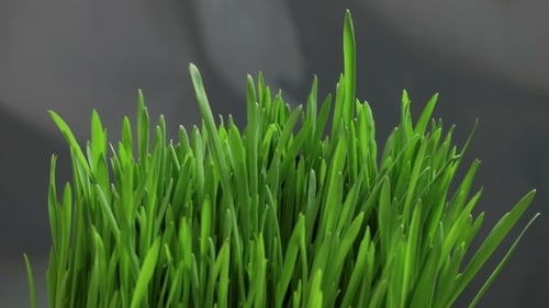 Growing Green Grass