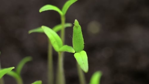 Close Up of Young Seedlings Sprouting in Soil