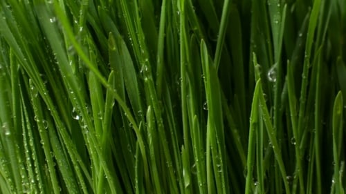 Grass With Splashes Of Water