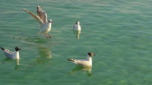 Möwen schwimmen auf dem Wasser