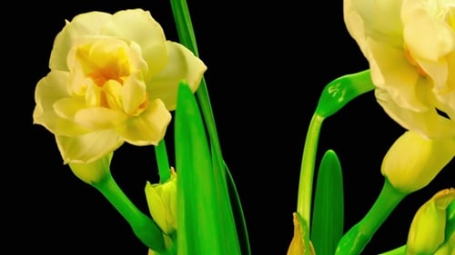Narcisse en fleurs