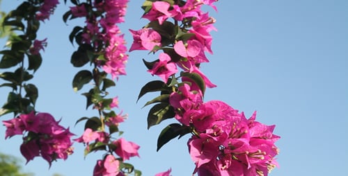 Bougainvillea And Blue Sky I
