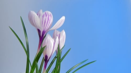Flowers Blooming