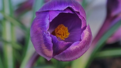 Fleurs qui fleurissent