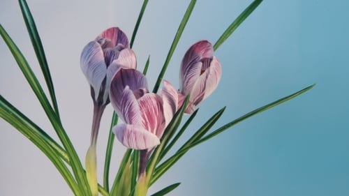 Flowers Blooming