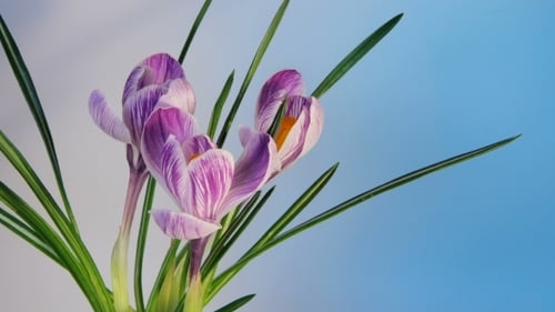 Flowers Flowering