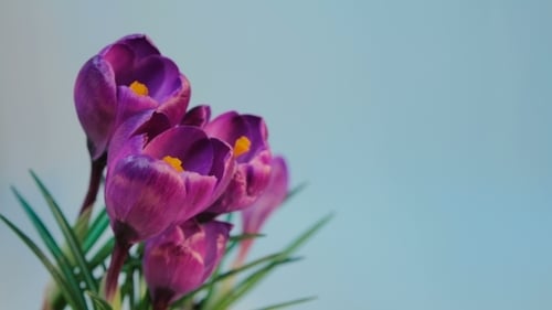 Flowers Blooming
