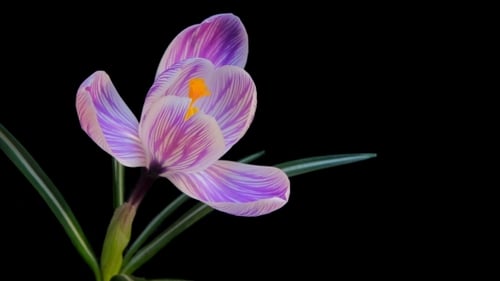 Blühende Blumen