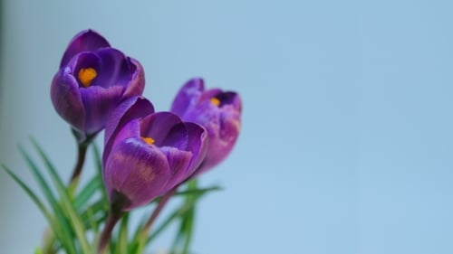 Flowers Blooming