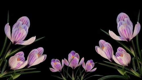 Rahmen aus blühenden Blumen