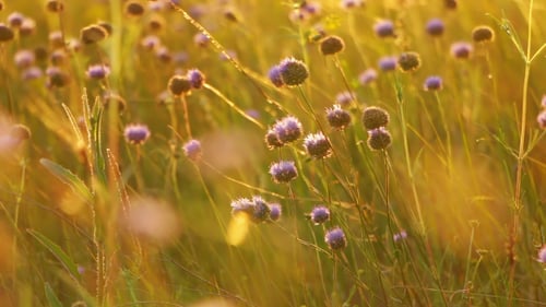 Les fleurs sauvages, les rayons du soleil et le vent