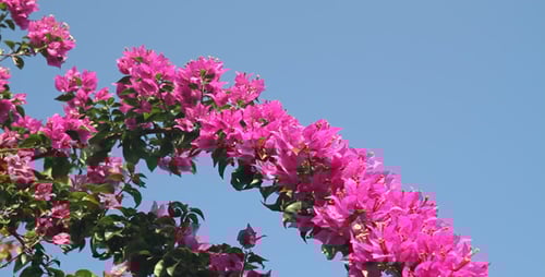 Bougainvillea and Blue Sky II