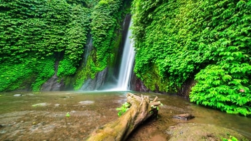Old Tree In The Water Near Munduk Waterfall in Bali, Indonesia