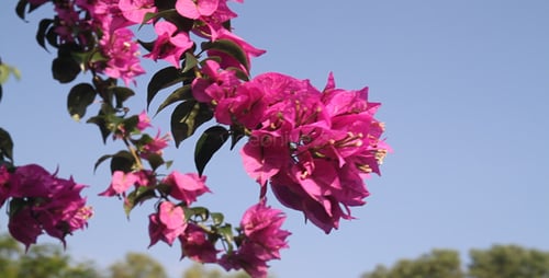 Bougainvillea and Blue Sky III