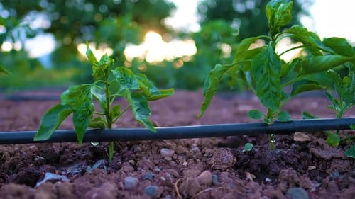 Pepper Plants Growing in Field with Irrigation