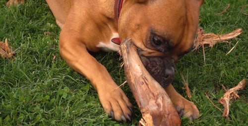 Dog is Playing on Grass in Natural Park