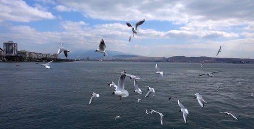 Seagulls Flying Over Water Near the City