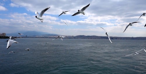 Seagulls Flying Over Blue Sea Near City