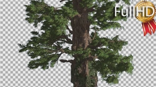 Western Juniper Thick Tall Tree Fluttering Leaves