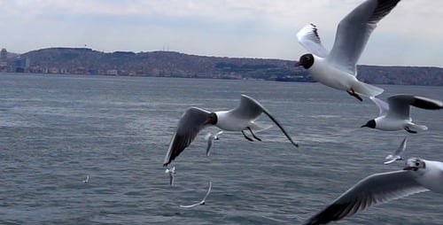 Seagulls Flying Over the Sea with City in Background