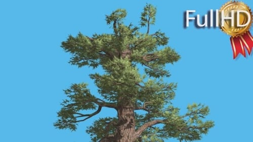 Western Juniper Top of Tree Sunny Day Coniferous