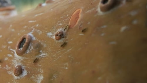 Ants Running Over a Tree Trunk. .