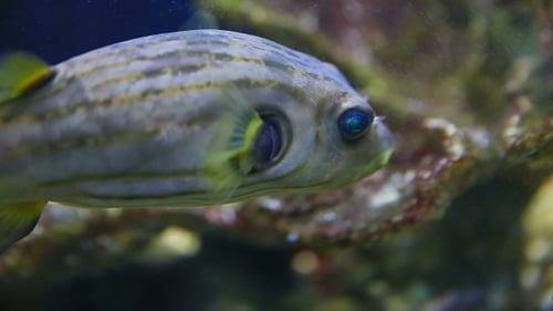 Dog Face Puffer (Arotrhon Hispidus).