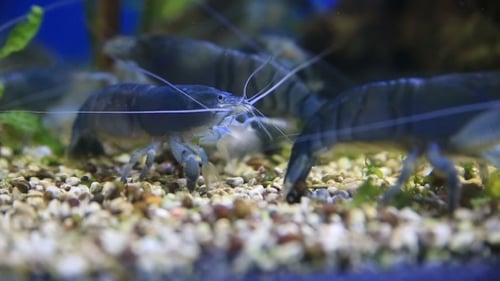 Shrimps (Atyopsis Moluccensis) In The Aquarium