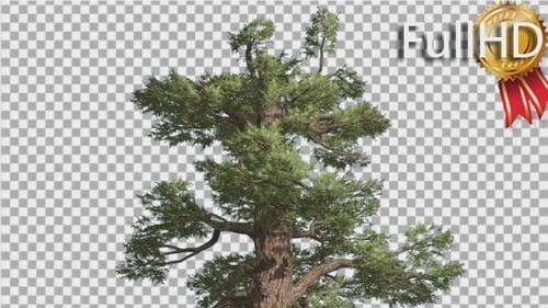 Western Juniper Top of Tree Green-Yellow Branches