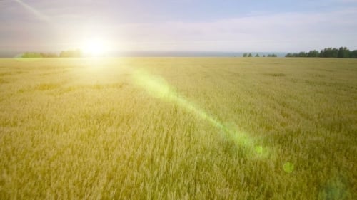 VUE AÉRIENNE : Survol à basse altitude d'un champ de blé vert et jaune